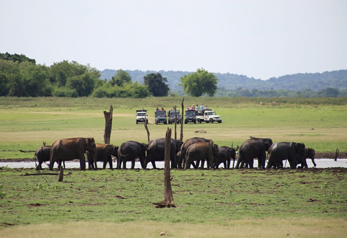Sri Lankan elephant safari