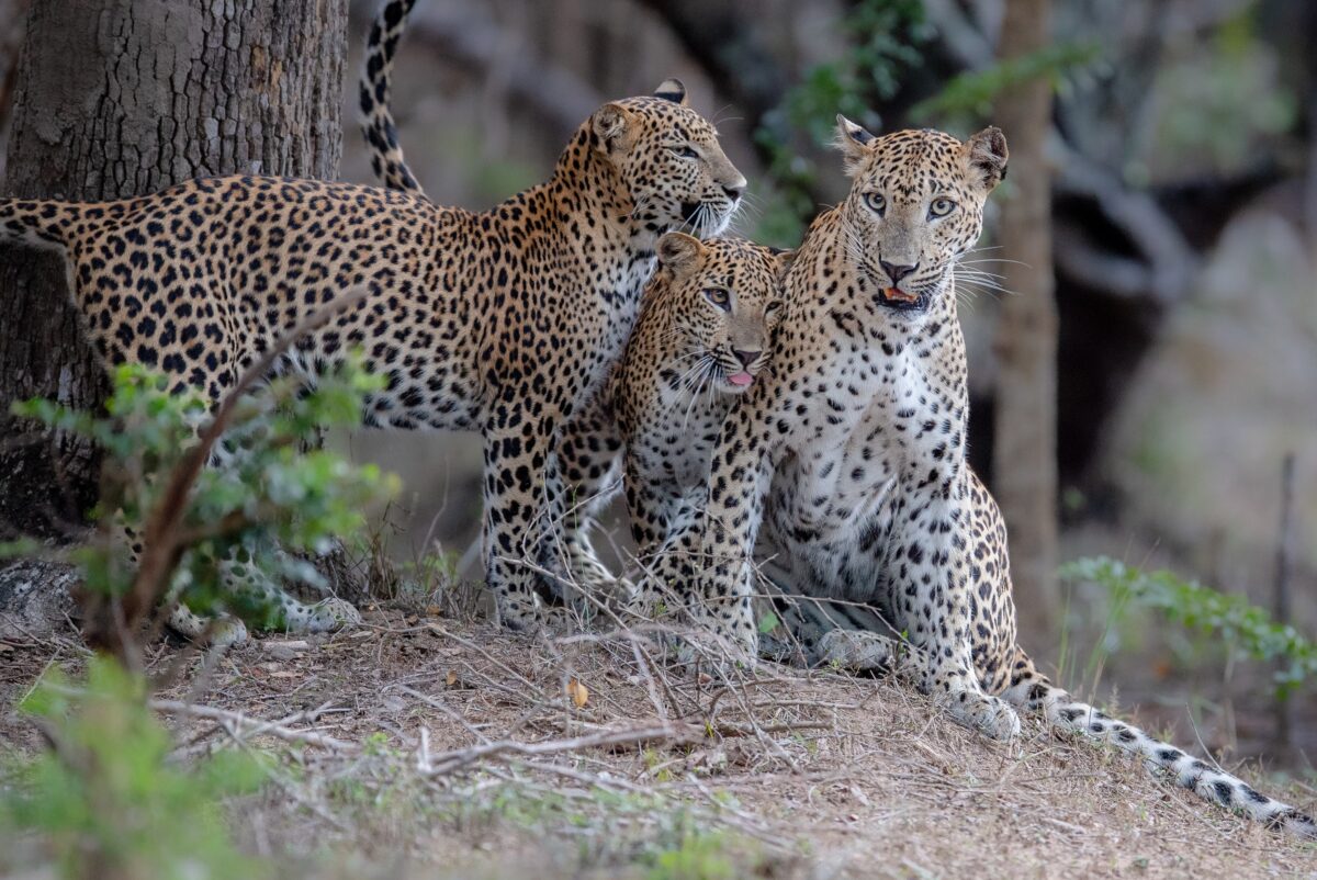 Sri Lankan leopard country